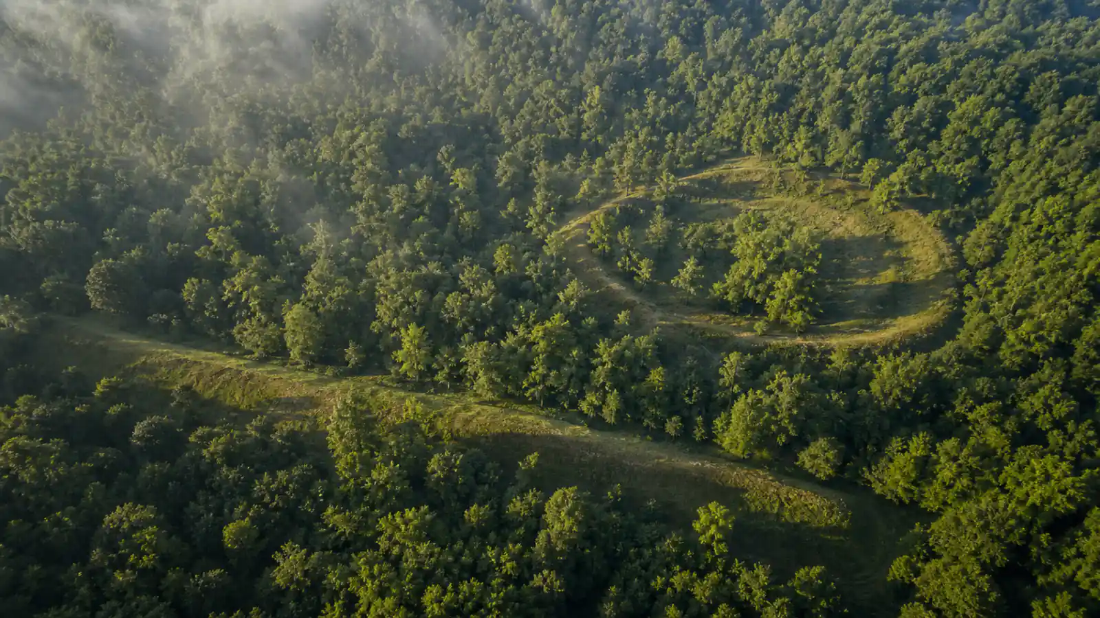 Pogled iz zraka na šumu i stare zemljane strukture vidljive u reljefu