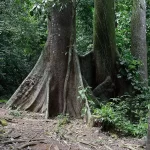 Stablo ceibe (Ceiba pentandra) u Francuskoj Gvajani