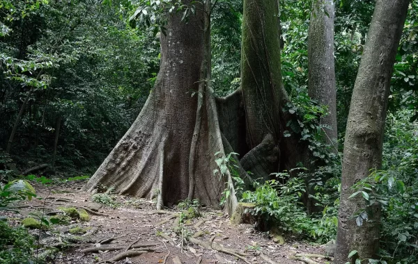 Stablo ceibe (Ceiba pentandra) u Francuskoj Gvajani