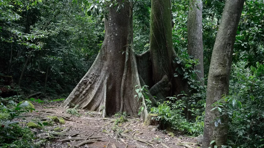 Stablo ceibe (Ceiba pentandra) u Francuskoj Gvajani