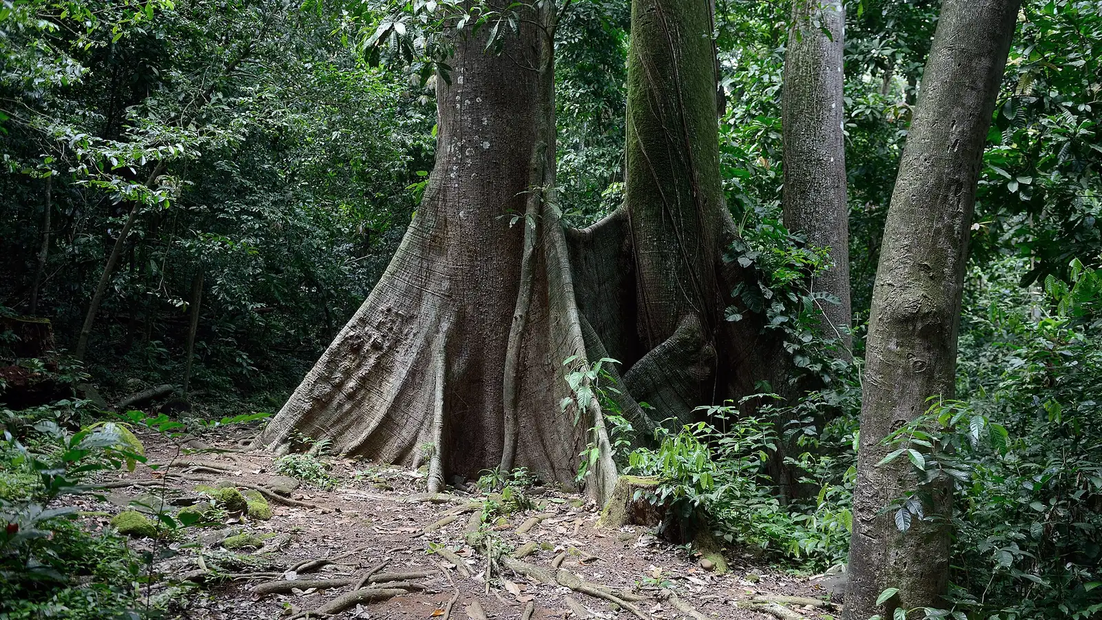 Stablo ceibe (Ceiba pentandra) u Francuskoj Gvajani