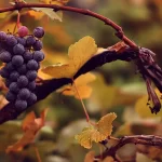 Grozdovi suvremene vinove loze (Vitis vinifera)