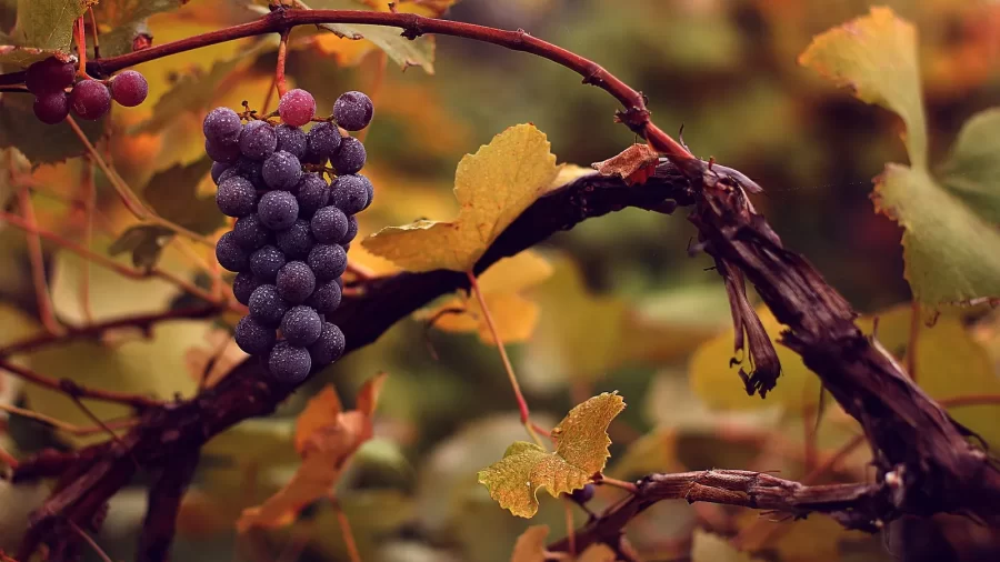 Grozdovi suvremene vinove loze (Vitis vinifera)
